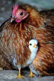 Mama Gallina Animali Da Fattoria Animali Animali Domestici