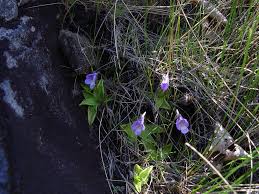 Image result for Lentibulariaceae