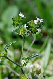 Image result for Elephantopus mollis