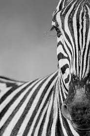 Pin On Wildlife And Nature