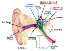 Image result for Inner Ear Decompression Sickness