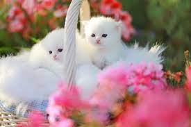 We did not find results for: Understanding Doll Face Persian Kittens Lovetoknow