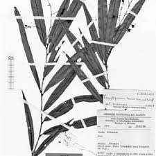 Image result for Dielsiothamnus divaricatus