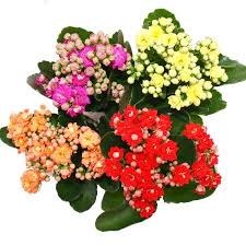Image result for Kalanchoe rosalina