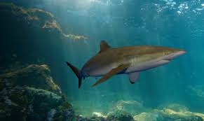 Select from premium atlanta aquarium of the highest quality. Silky Shark Georgia Aquarium