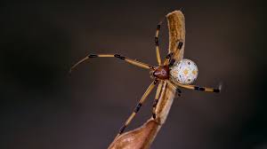 Make sure your home & yard is protected from spiders and other poisonous pests with several species of latrodectus or widow spiders are present in north america. Science Bulletins Brown Widow Spiders Invade Southern California Youtube