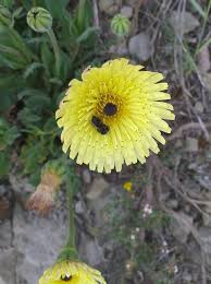 Image result for Tolpis capensis