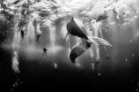 It's pretty obvious that this is a photograph of a camel. 10 Winning Shots From The 2015 National Geographic Traveler Photo Contest