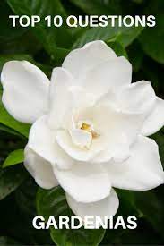Top 10 Questions About Gardenias Gardening Know How S Blog Gardenia Plant Growing Gardenias Gardenia Trees