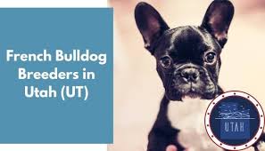 Make sure you are not only choosing the right breed for you, but also that you're getting it from the right individual. 8 French Bulldog Breeders In Utah Ut French Bulldog Puppies For Sale Animalfate