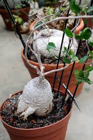 Image result for Fockea angustifolia