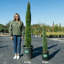 Image result for Cupressus sempervirens