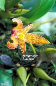 Image result for Bulbophyllum cochleatum