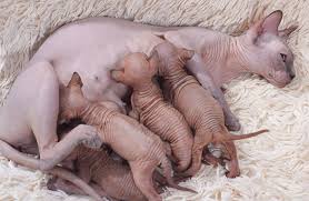 A sphinx (/ ˈ s f ɪ ŋ k s / sfingks, ancient greek: Sphynx Katze Wikiwand
