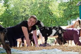 We specialize in fresh and aged goat cheese. Getting Centered With Goat Yoga At Lost Peacock Creamery Thurstontalk