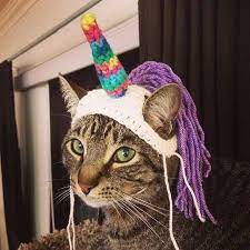 Cute Cat Hats Cat Hat Unicorn Cat Cute Cat
