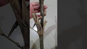 Check spelling or type a new query. Bambu Pethuk Senopati Masih Fresh 10000 Asli Alami By Julius Anthony