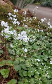 Image result for Cardamine