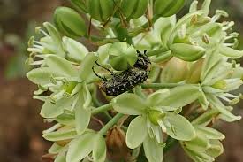 Image result for Albuca virens