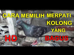 Maybe you would like to learn more about one of these? Cara Memilih Merpati Kolong Tinggi Yang Bagus Hd Youtube