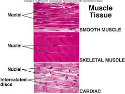 Muscular System Anatomy Biology Body En Health Human