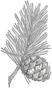 Antique Graphics Wednesday Evergreens And Pinecones Pine Cone Art Wood Burning Art Pine Cones