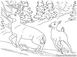 Ingin belajar menggunakan tinta tradisional sebagai metode pewarnaan di adobe illustrator? Gambar Binatang Kartun Beruang Lengkap Cikimm Com