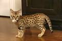 Savannah Cat Breeders - Savannah Cats, Bengal Cats For Sale