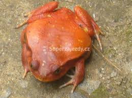 Image result for Grandidiera