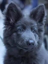 Browse and find german shepherd puppies today, on the uk's leading dog only classifieds site. Blue German Shepherd Puppy Rarepuppers