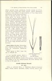 Image result for Aristida scabrivalvis