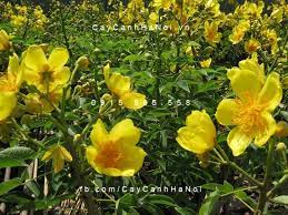 The hotel is situated in phu nhuan district and artinus 3d art museum is 2. Mai Ha Lan