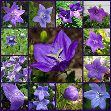 Here you can find tips and tricks, interesting facts, and the latest on flowers all over the world. 36 Types Of Purple Flowers Flower Centerpieces Wedding Purple Wedding Flowers Centerpieces Purple Flower Centerpieces