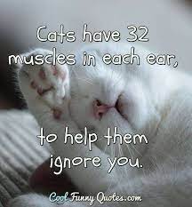 32 best funny animal pictures #funny #animals. Funny Animal Quotes Cool Funny Quotes