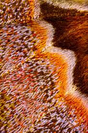 Butterfly Wings Macro Photography By Chris Perani