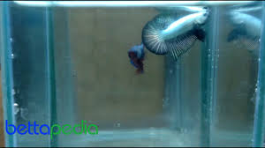 5:51 nussatic visz 28 868 просмотров. Ikan Cupang Plakat Black Cooper Dragon Youtube