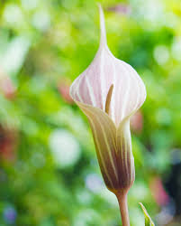 Image result for Arisaema