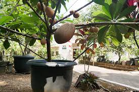 Menanam belimbing dalam pot (tabulampot belimbing) tidak begitu susah untuk dilakukan karena secara umum teknik budidaya belimbing dalam pot hampir sama dengan budidaya tabulampot yang lainnya. Mamey Sapote Di Pot Berbuah Lebat Bibit Buahku