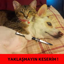 Bu Uzun Hafta Icinde Sizi Kurtarmak Icin 15 Komik Kedi Gosterisi