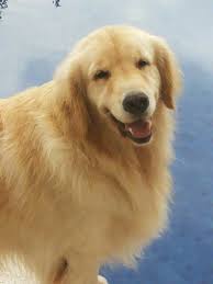 Playfulness has a lot to do with personality, and each puppy will be different, but a puppy that shows no interest in you, or its surroundings may be sick. Flash Gordon Golden Retriever Retriever Puppy Puppies