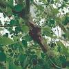 The tuliptree is one of the largest native trees in north america. Https Encrypted Tbn0 Gstatic Com Images Q Tbn And9gcrylcfanb9exguuqyabhtxo Jqwwxz Myzfao07efn9tth6w6m8 Usqp Cau