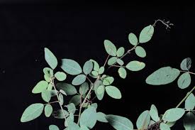 Image result for Desmodium tortuosum