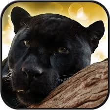 We did not find results for: Download Black Panther Live Wallpaper On Pc Mac With Appkiwi Apk Downloader