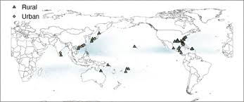 Image result for Lindackeria fragrans