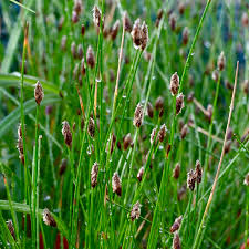 Image result for Eleocharis minuta