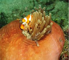 Image result for Heteranthoecia