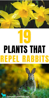 Repellents work by changing the smell or taste of these items, thus deterring rabbits. 19 Plants That Repel Rabbits The Organic Goat Lady