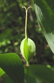 Image result for Clutia sessilifolia