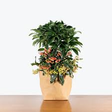 Image result for Ardisia