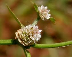 Image result for Alternanthera sessilis